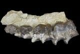 Titanothere (Megacerops) Upper Jaw Section - Wyoming #143854-2